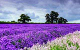 pizza: Its Future and The Revolution Brewing